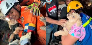 #VIDEO // El milagro de Giselle: Perrita es rescatada de los escombros y agradece a besos a su rescatista