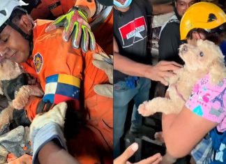 #VIDEO // El milagro de Giselle: Perrita es rescatada de los escombros y agradece a besos a su rescatista