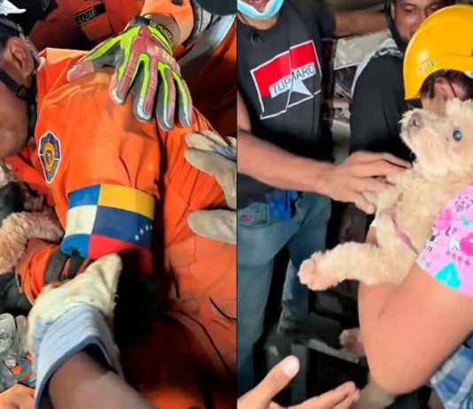 #VIDEO // El milagro de Giselle: Perrita es rescatada de los escombros y agradece a besos a su rescatista