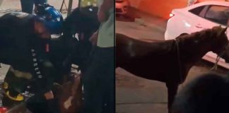 #VIDEO // Rescatan a caballo tras caer en una alcantarilla de 2 metros en Tabasco