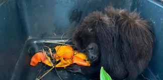 Rescatan a mono saraguato en Quintana Roo; estaba amarrado y en condiciones de abandono