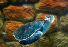 Zoológico de Morelia refrenda compromiso con la conservación de la tortuga marina