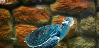 Zoológico de Morelia refrenda compromiso con la conservación de la tortuga marina