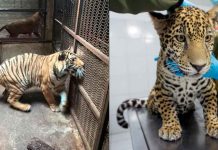 Concluye rehabilitación de 3 felinos rescatados en el Zoológico de Morelia