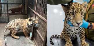 Concluye rehabilitación de 3 felinos rescatados en el Zoológico de Morelia