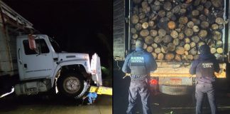 Asegura GC camión con aproximadamente 10 metros cúbicos de madera en rollo en Madero
