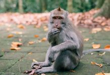 Muere un niño de 7 años tras ser atacado por el mono mascota de su abuelo