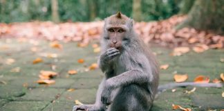 Muere un niño de 7 años tras ser atacado por el mono mascota de su abuelo