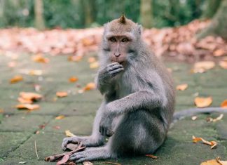 Muere un niño de 7 años tras ser atacado por el mono mascota de su abuelo