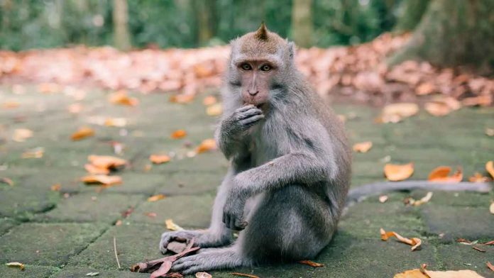 ataque-mono-mascota-nino-tailandia-abuelo-tragedia