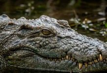 Localizan el cuerpo de turista atacado por un cocodrilo en Puerto Vallarta; el reptil fue capturado