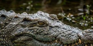 Localizan el cuerpo de turista atacado por un cocodrilo en Puerto Vallarta; el reptil fue capturado