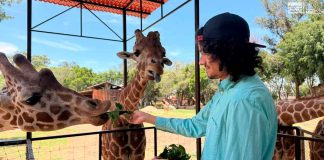 “Contando Manchas”: una experiencia para conocer y alimentar jirafas en el Zoológico de Morelia