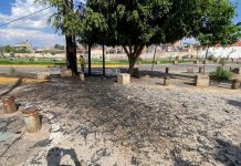 Bomberos Morelia sofocan incendio de palmera en la colonia Ignacio López Rayón