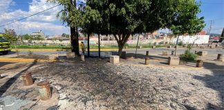 Bomberos Morelia sofocan incendio de palmera en la colonia Ignacio López Rayón