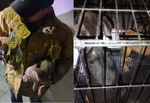 En Apatzingán, rescata FGE a 7 caninos en condiciones de maltrato