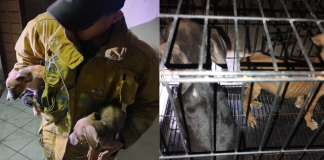 En Apatzingán, rescata FGE a 7 caninos en condiciones de maltrato