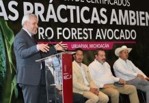 Certificación “ProForest Avocado”: El sello satelital que exigen 50 organizaciones en EE. UU.