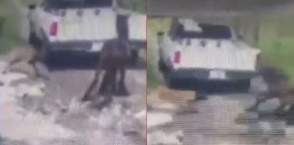 #VIDEO // Graban a camioneta arrastrando a un caballo herido; ayuntamiento denuncia ante la Fiscalía