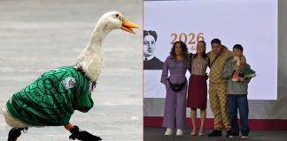 #VIDEO // El pato Merlín visita a Claudia Sheinbaum en la “Mañanera”