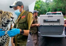 #VIDEO // Trasladan al zoológico al cachorro de jaguar asegurado en Zitácuaro