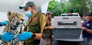 #VIDEO // Trasladan al zoológico al cachorro de jaguar asegurado en Zitácuaro