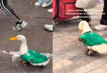 #VIDEO // México Mágico: Un ganso con la playera del Tri se roba los reflectores en los festejos del Mundial