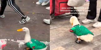 #VIDEO // México Mágico: Un ganso con la playera del Tri se roba los reflectores en los festejos del Mundial