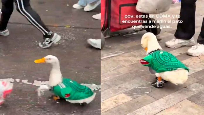 pato