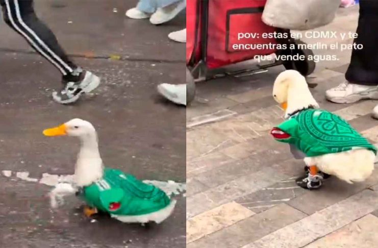 #VIDEO // México Mágico: Un ganso con la playera del Tri se roba los reflectores en los festejos del Mundial