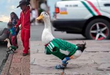 “Pato Lucas” se une a la fiebre mundialista y se vuelve viral como compañero de Merlín