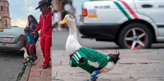“Pato Lucas” se une a la fiebre mundialista y se vuelve viral como compañero de Merlín