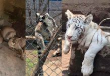 Rescatan a cachorro de tigre blanco, pumas y lémures de un domicilio en Chalco; hay un detenido