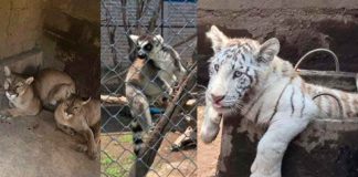 Rescatan a cachorro de tigre blanco, pumas y lémures de un domicilio en Chalco; hay un detenido