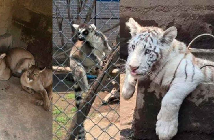 Rescatan a cachorro de tigre blanco, pumas y lémures de un domicilio en Chalco; hay un detenido