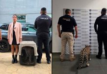 FGE asegura a cachorro de jaguar y detiene a un implicado en Zitácuaro