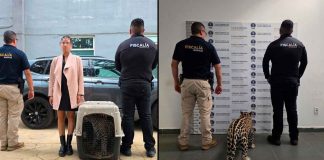 FGE asegura a cachorro de jaguar y detiene a un implicado en Zitácuaro