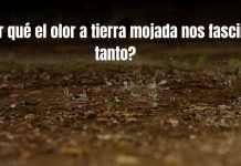 ¿Por qué el olor a tierra mojada nos fascina tanto? La razón evolutiva de por qué amamos el “olor a lluvia”