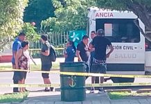Abejas atacan a peatones en la zona Centro de Lázaro Cárdenas