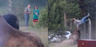#VIDEO // Turista sufre graves fracturas tras ser embestido por un bisonte en Yellowstone