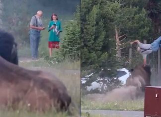 #VIDEO // Turista sufre graves fracturas tras ser embestido por un bisonte en Yellowstone