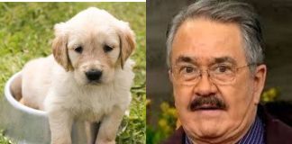 Resurge antigua declaración de Pedro Sola sobre perros y vuelve a generar críticas