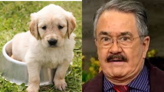 Resurge antigua declaración de Pedro Sola sobre perros