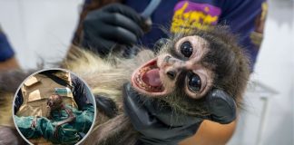 Con personal especializado, Zoológico de Morelia brinda atención a mono araña rescatado por Profepa
