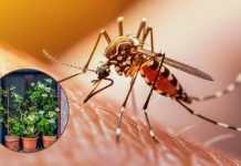 ¿Más mosquitos en casa? Así puedes reducir los criaderos y evitar enfermedades