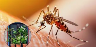 ¿Más mosquitos en casa? Así puedes reducir los criaderos y evitar enfermedades
