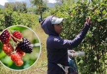 Con 242 mil toneladas, Michoacán encabeza la producción de zarzamora en México: Bedolla