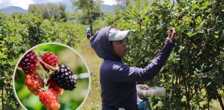 Con 242 mil toneladas, Michoacán encabeza la producción de zarzamora en México: Bedolla