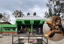 Zoológico de Morelia busca tener un centro de conservación del águila real para lograr la reproducción de la especie