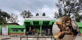 Zoológico de Morelia busca tener un centro de conservación del águila real para lograr la reproducción de la especie